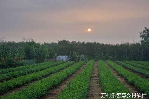 农业现代化与乡村全面振兴战略：深度融合的路径与效应
